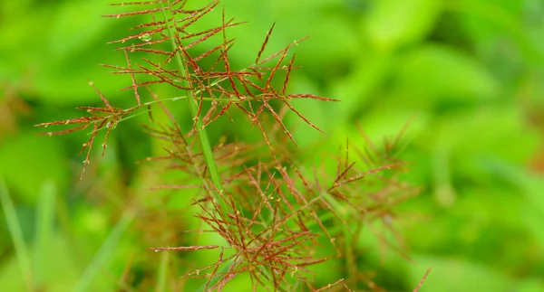 Afbeelding Toont Zaden Van Een Wilde Plant Met Een Aantal — Stockfoto