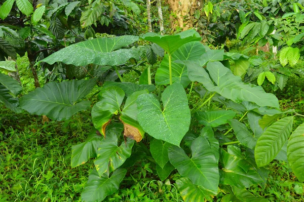 Género Colocasia Incluye Seis Especies Plantas Perennes Tuberosas Asia Tropical — Foto de Stock