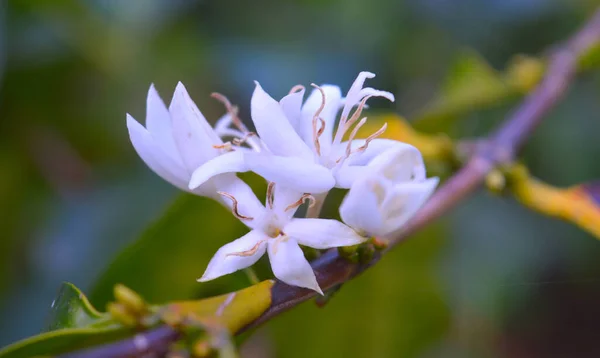 image shows a beautiful coffee flower in full bloom. Floriography is a means of cryptological communication through the use or arrangement of flowers. The rise of flower symbolism during this time makes sense, as it was the height of the Romantic era