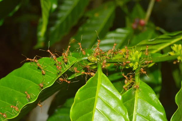 closeup of weaver ants working on a small branch. Weaver ants or green ants genus Oecophylla are eusocial insects of the family Formicidae order Hymenoptera. Weaver ants live in trees they are obligately arboreal and are known for their unique nest b