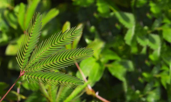 Afbeelding Toont Bladeren Van Een Wilde Touch Niet Planten Met — Stockfoto