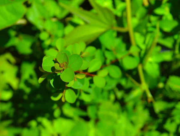 image of a tall plant with different shades of green. The top part of the plant is in focus. Background is the blurred foliage on forest floor.