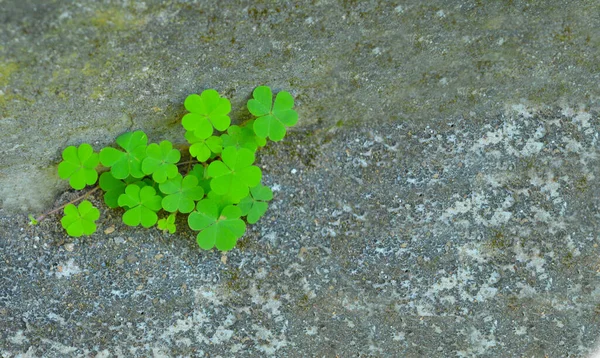 茶色の泥の背景を持つ3枚の葉柄の美しいイメージです 丸いクローバーの葉形の植物は美しい背景を作ります — ストック写真