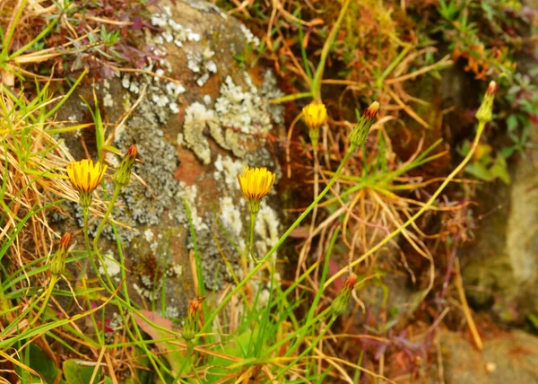 Image Montre Une Belle Fleur Dans Nature Ceci Est Une — Photo