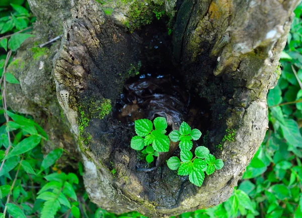 画像は葉に良いパターンを持つ野生植物を示しています この画像は テキストの焦点とスペースにいくつかの部分があります — ストック写真