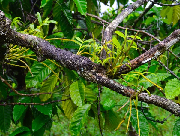 Imagen Muestra Plantas Parásitas Que Crecen Corteza Árbol Durante Las —  Fotos de Stock