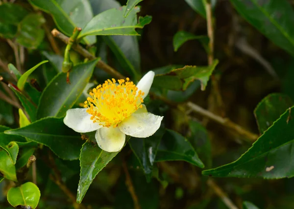 tea flower is also used to make flowering tea or blooming tea consists of a bundle of dried tea leaves wrapped around one or more dried flowers.