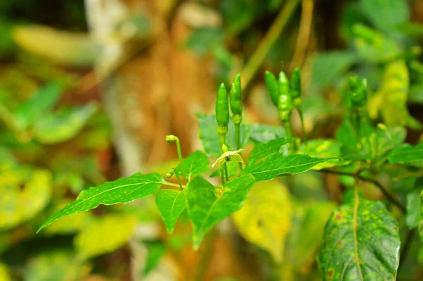 Εικόνα Του Πράσινου Τσίλι Στο Φυτό Αυτή Συγκεκριμένη Εικόνα Δείχνει — Φωτογραφία Αρχείου