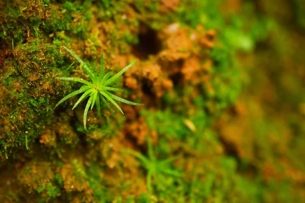 Imagem Mostra Pequenas Plantas Forma Espiral Chão Ven Para Baixo — Fotografia de Stock