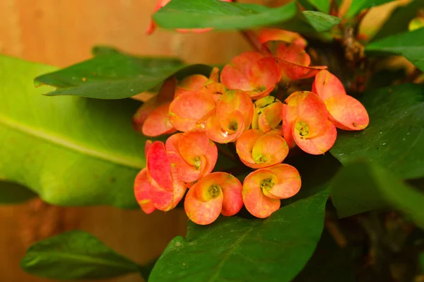 Képen Egy Gyönyörű Virág Virul Vadonban Egy Közeli Kép Virág — Stock Fotó