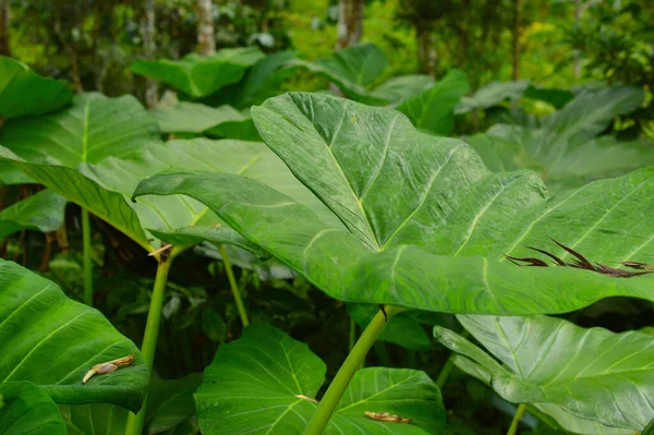 Género Colocasia Incluye Seis Especies Plantas Perennes Tuberosas Asia Tropical — Foto de Stock