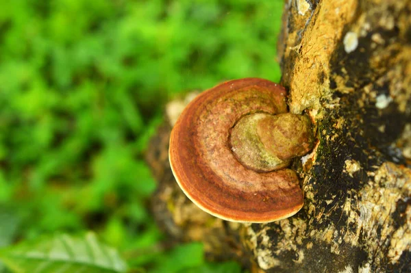 Naturaleza Nunca Deja Sorprender Los Artistas Científicos Por Sus Sorprendentes —  Fotos de Stock