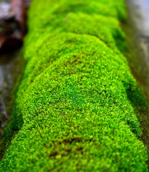 Musgo Bryophyta Son Pequeñas Plantas Vasculares Sin Flores Que Suelen —  Fotos de Stock