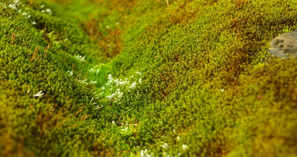 Mech Nebo Bryophyta Jsou Malé Nevaskulární Rostliny Bez Květu Které — Stock fotografie