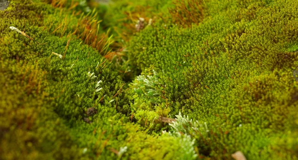 Mousse Bryophyta Sont Petites Plantes Non Vasculaires Sans Fleurs Qui — Photo