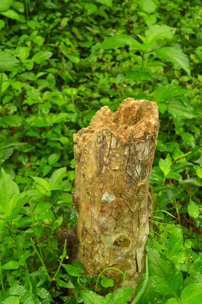 Image Shows Cut Tree Bark Lawn Represents Deforestation Human Encroachment — Stock Photo, Image