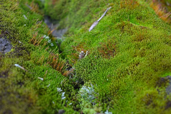 Mousse Bryophyta Sont Petites Plantes Non Vasculaires Sans Fleurs Qui — Photo