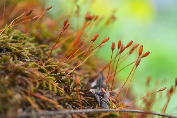 Mousse Bryophyta Sont Petites Plantes Non Vasculaires Sans Fleurs Qui — Photo