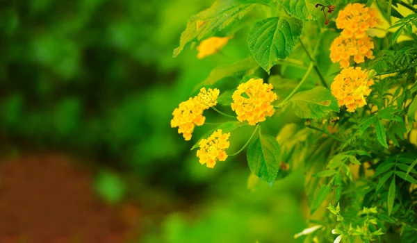 Imagen Muestra Una Hermosa Flor Naturaleza Esta Una Imagen Cerca Imagen De Stock