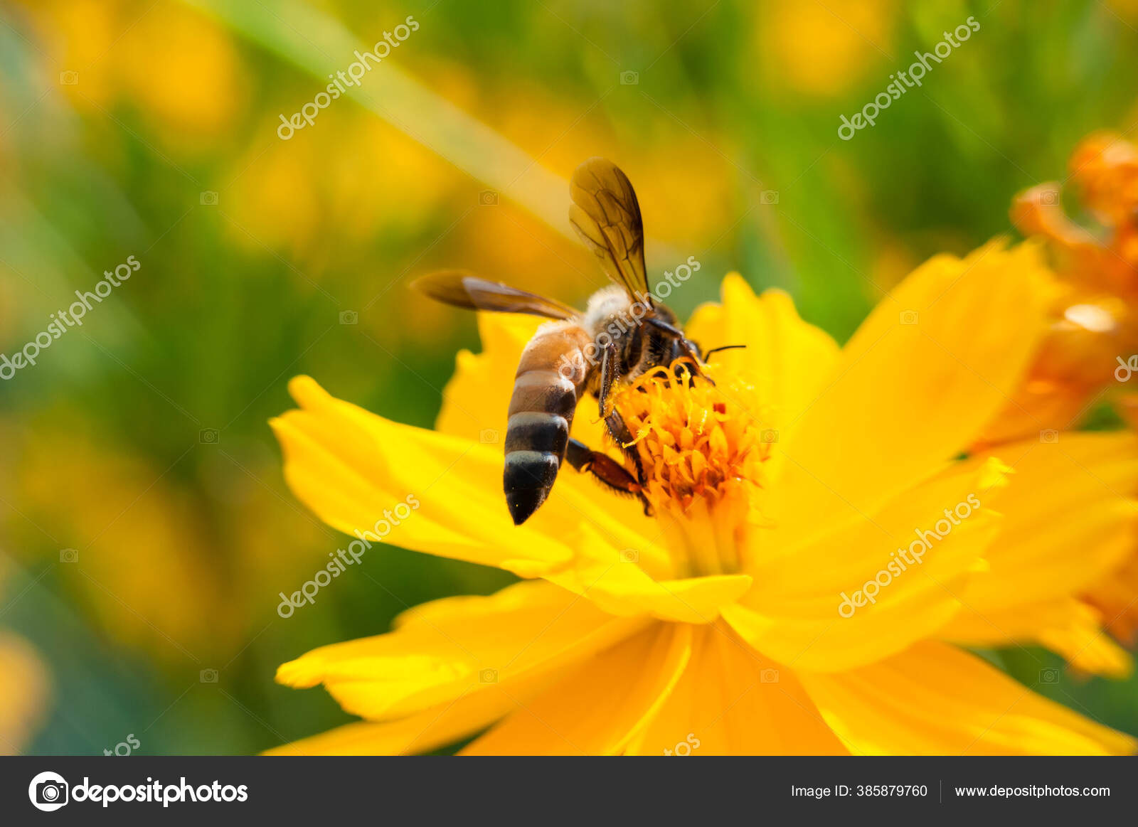 Bees Sucking Nectar Beautiful Zinnia Flowers Morning — Stock Photo © T098  #385879760, image size:1600x1163