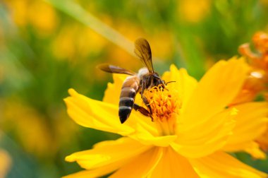 Arılar sabah güzel zinnia çiçeklerinin nektarını emiyorlar..