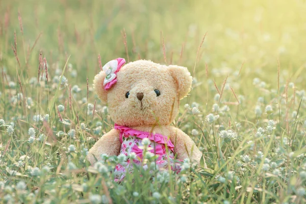 Oyuncak ayı sabah çimenlerde oturuyor, çimlerle çok şirin..