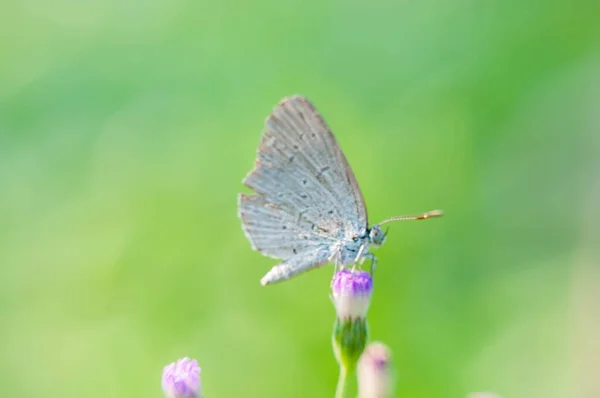 Butterfly Grass Morning Beautiful — Stock Photo, Image