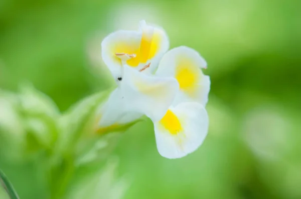 Beyaz çiçekler güzel çiçek açıyor..