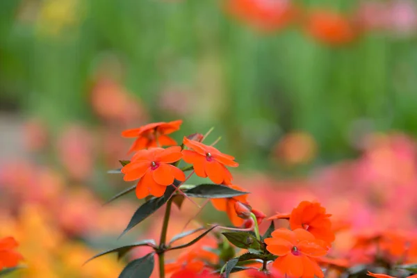 아름다운 오렌지 피어나다 — 스톡 사진