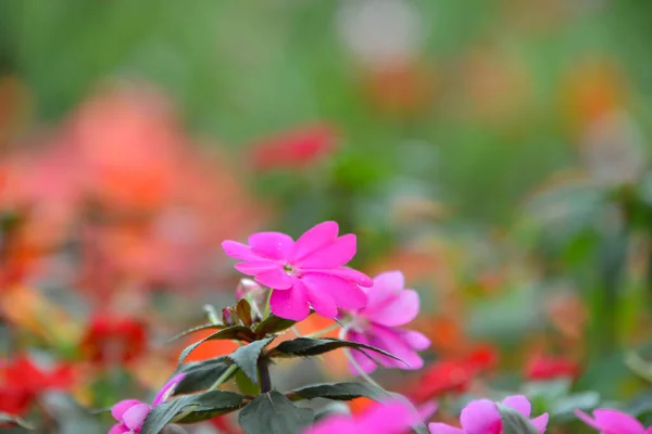 Pinkfarbene Blumen Blühen Schön — Stockfoto