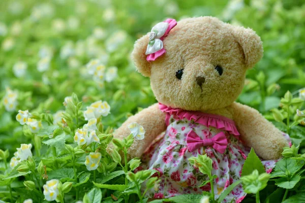 Teddy Bear Flower Field Beautiful Nature — Stock Photo, Image