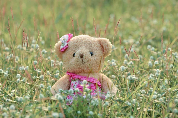 Teddy Bear Grass Field Beautiful Nature — Stock Photo, Image