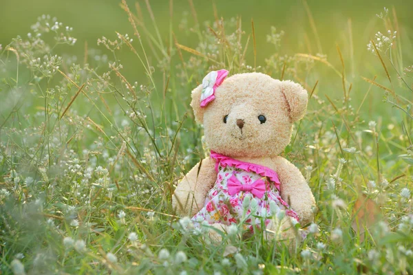 Der Teddybär Und Das Gras Sind Wunderschöner Natur — Stockfoto