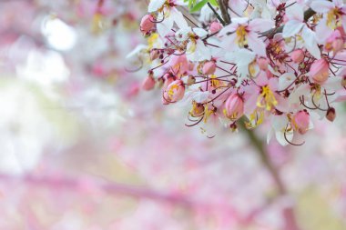 Pembe Ratchaphruek çok güzel çiçek açıyor.