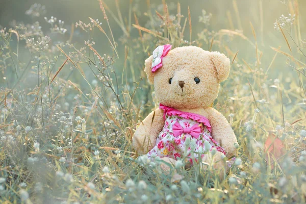 Ein Schöner Teddybär Und Gras Morgen — Stockfoto