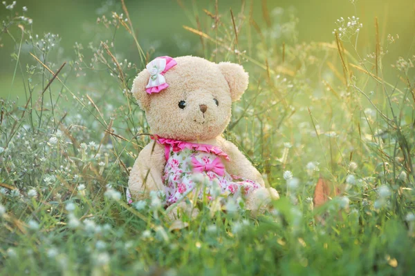 Cute teddy bear and grass in the morning.