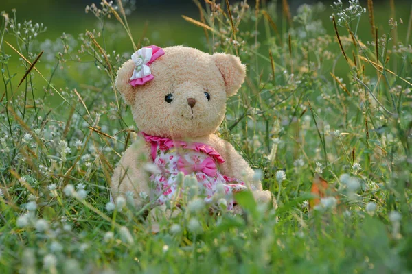 Cute Teddy Bear Grass — Stock Photo, Image
