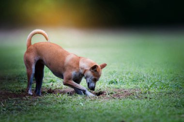 Köpek çimleri kazıyordu..