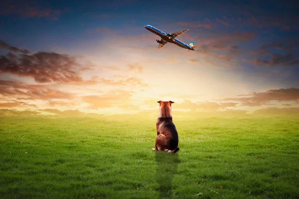 A dog barking a plane in the morning.