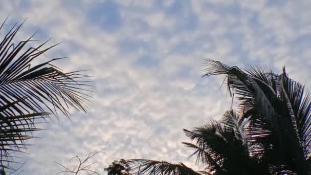 棕榈树顶上云彩的独特景色 — 图库视频影像