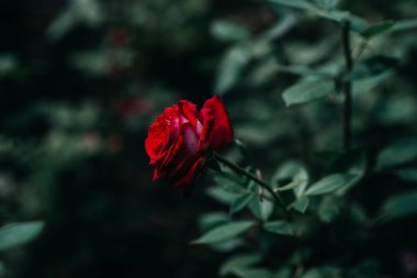 Bahçedeki kırmızı, güzel, kasvetli gül