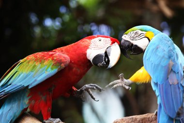 Muhabbet kuşu merhaba der. Mavi ve Sarı Macaw.