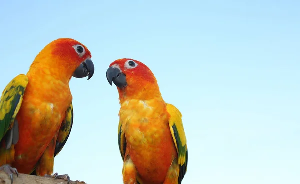 Deux Perroquets Sur Bois Perruche Sur Bois Mignon Oiseau Vert — Photo