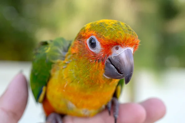 Petit Oiseau Perroquet Est Heureux Sur Doigt Dans Pin Perruche — Photo