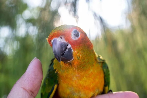 Papagaio Está Feliz Dedo Pinheiro Parakeet Dedo Papagaio Sol Conure — Fotografia de Stock