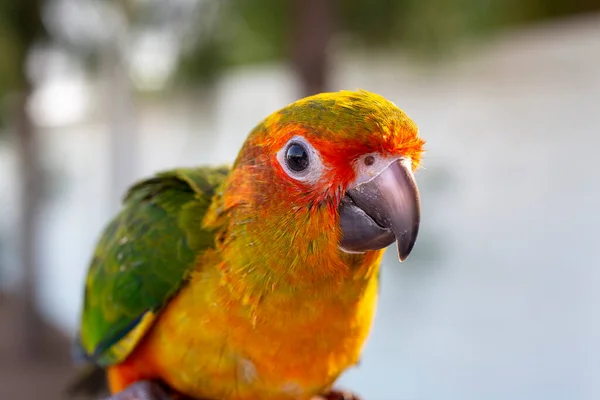 Papagaio Está Feliz Dedo Pinheiro Parakeet Dedo Papagaio Sol Conure — Fotografia de Stock