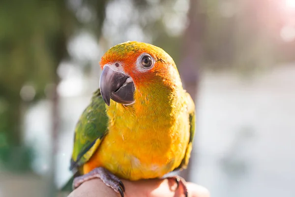 Pássaro Verde Bonito Dedo Papagaio Dedo Papagaio Sol Conure Mão — Fotografia de Stock