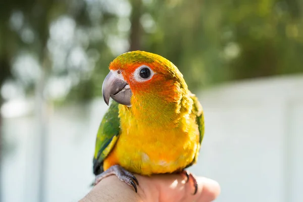 Pássaro Verde Bonito Dedo Papagaio Dedo Papagaio Sol Conure Mão — Fotografia de Stock