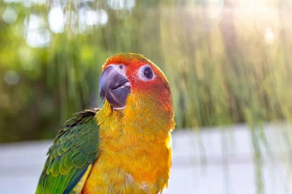 Lindo Pájaro Verde Dedo Loro Dedo Loro Sol Cono Mano — Foto de Stock
