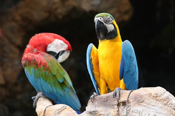 Les Perruches Disent Bonjour Aras Bleu Jaune — Photo